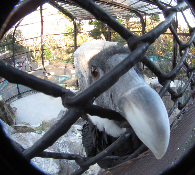 野毛山動物園_e0108233_926385.jpg