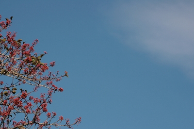 a0182241_20212778.jpg