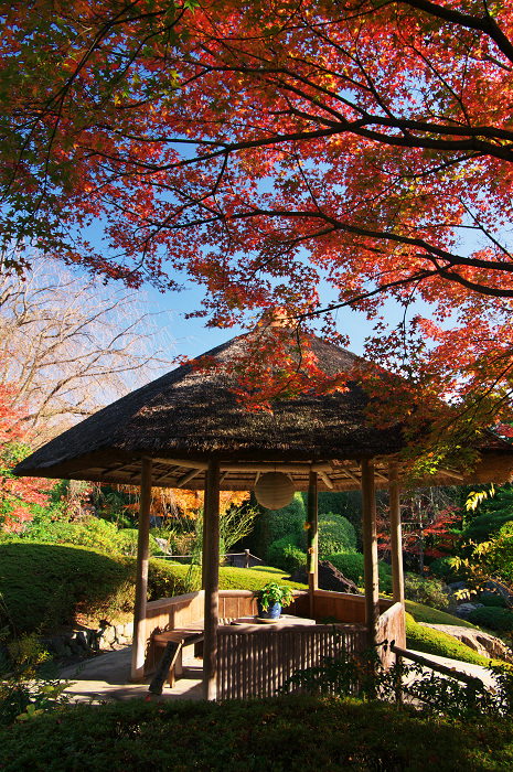 秋の退蔵院(妙心寺塔頭・退蔵院)_f0155048_2225596.jpg