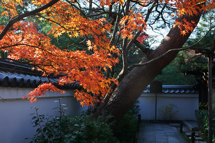 秋の退蔵院(妙心寺塔頭・退蔵院)_f0155048_22261270.jpg