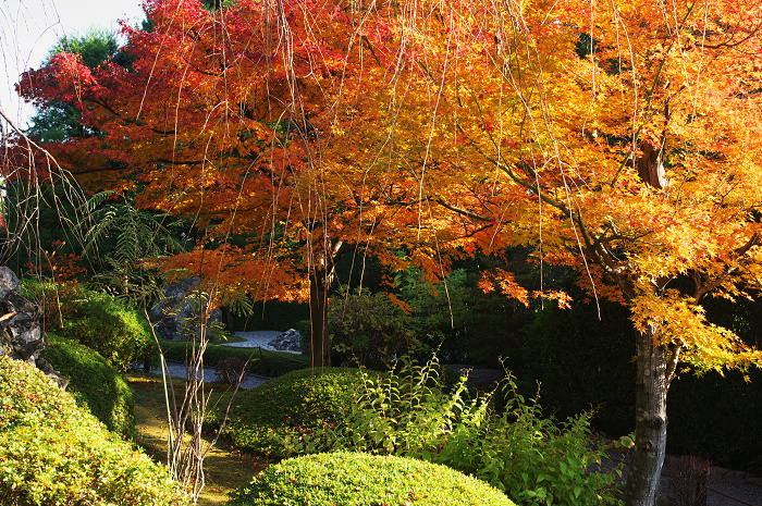 秋の退蔵院(妙心寺塔頭・退蔵院)_f0155048_22271098.jpg