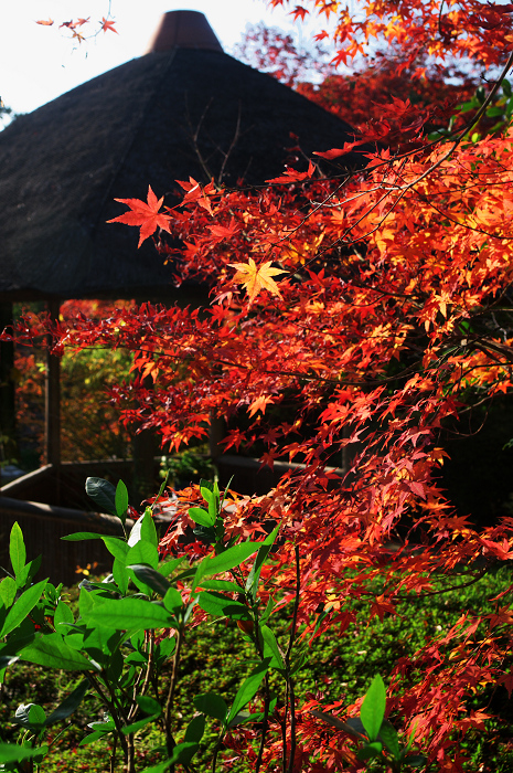 秋の退蔵院(妙心寺塔頭・退蔵院)_f0155048_2227201.jpg