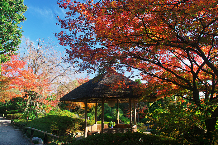 秋の退蔵院(妙心寺塔頭・退蔵院)_f0155048_22283690.jpg