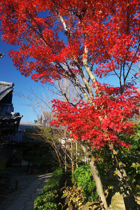 秋の退蔵院(妙心寺塔頭・退蔵院)_f0155048_22291073.jpg