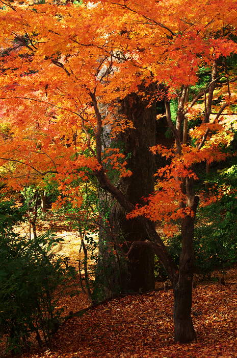 御土居の紅葉（北野天満宮）_f0155048_2284337.jpg