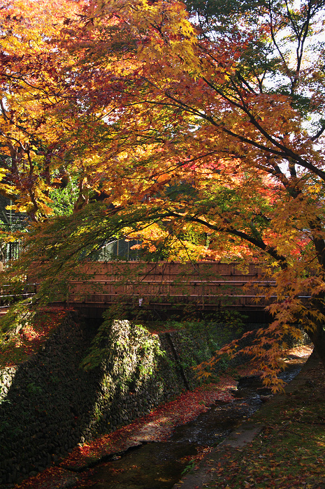 御土居の紅葉（北野天満宮）_f0155048_2295331.jpg