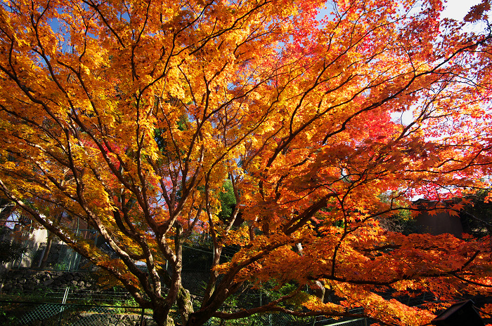 御土居の紅葉（北野天満宮）_f0155048_2295516.jpg