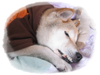 今年もよろしく!_c0049950_19435186.jpg