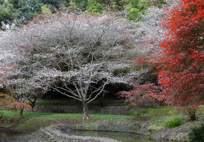  ☆　四季桜、上矢作湖　☆_f0181173_23324450.jpg