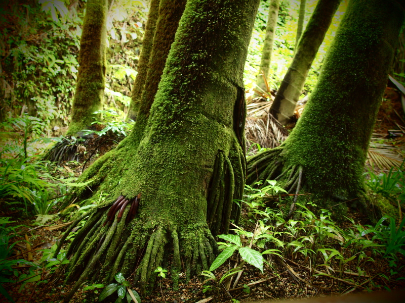 Nature Spirits from Big Island_c0221993_20581097.jpg