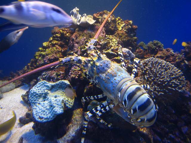 鳥羽水族館３_b0028598_19121966.jpg