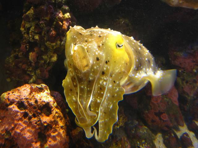 鳥羽水族館３_b0028598_19155813.jpg