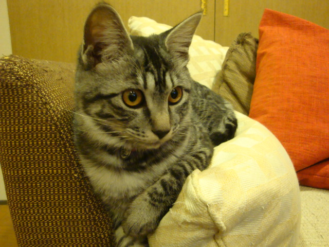 e0175905_20133349.jpg