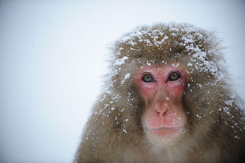 雪猿 岩田山モンキーパーク 其の一 デジタルな鍛冶屋の写真歩記