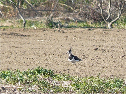 タゲリ（田鳧）_e0134713_10574693.jpg