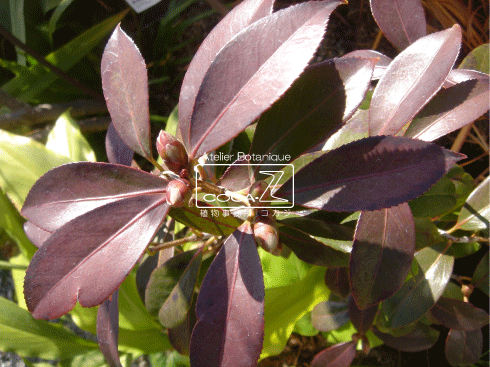 b0160123_0394944.gif