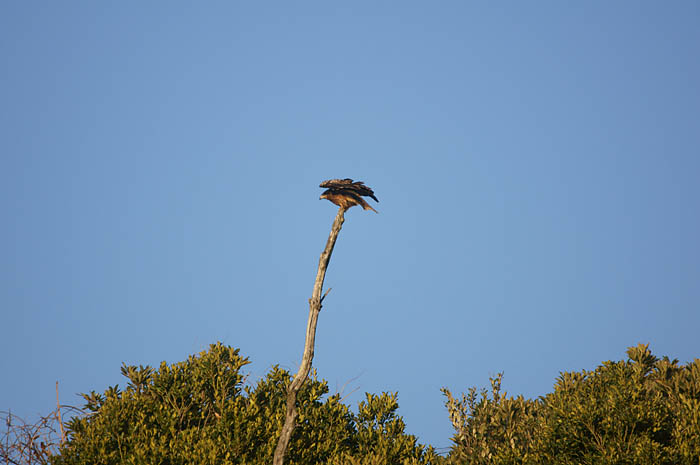 鳶ではなさそう。…鷲かなあ!?_d0089024_18443966.jpg