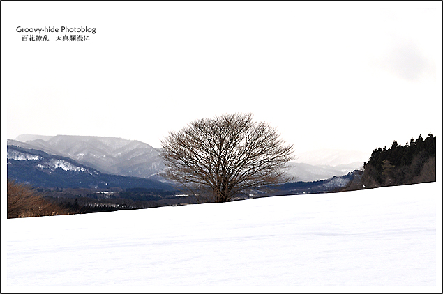 雪景四葉_f0235326_23221665.jpg