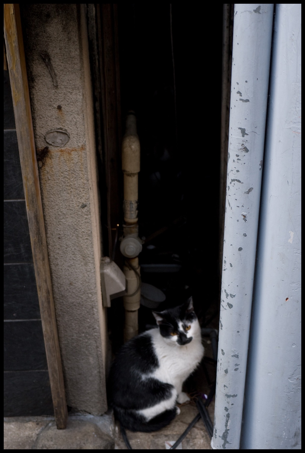 上野の猫　ｂｙ塾長_b0142435_1094674.jpg