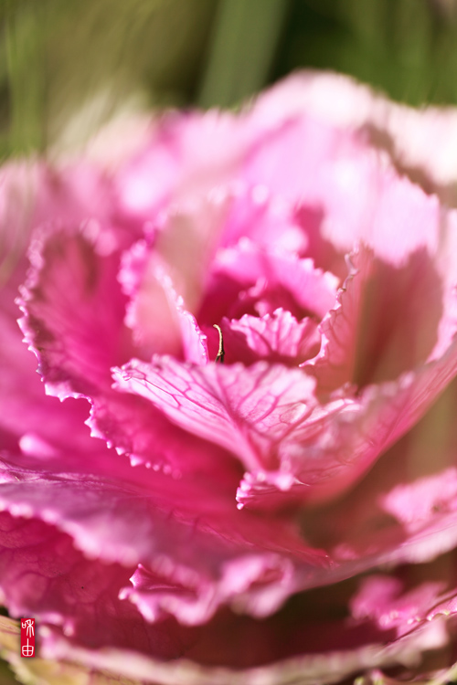 花キャベツ 和む由もがな 花キャベツ 和む由もがな