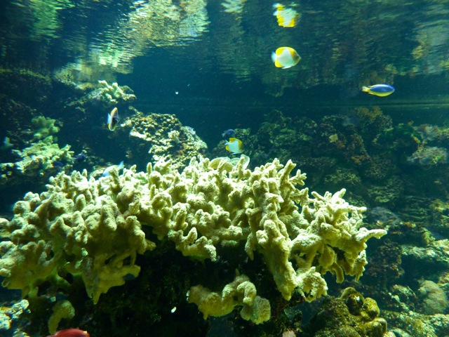 水族館に行ってきました！_c0080075_2432871.jpg