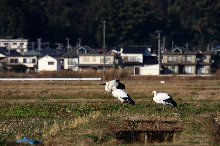 百合地親子_f0174293_7261281.jpg