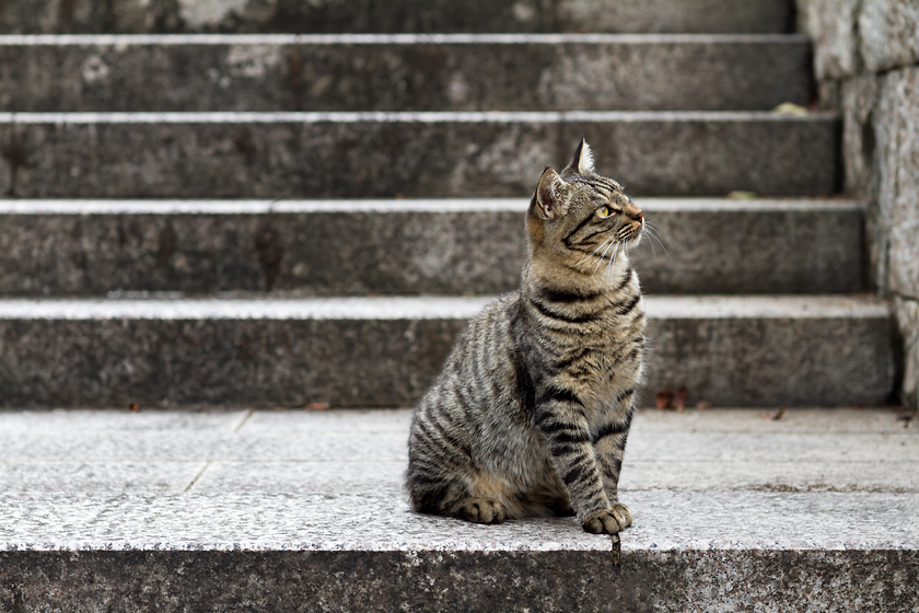 広島の猫#765_c0191394_12484619.jpg