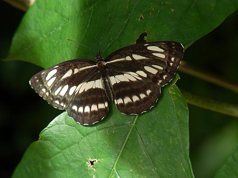 コミスジ（舞鶴公園 2010/08/27撮影）_f0204094_20284425.jpg