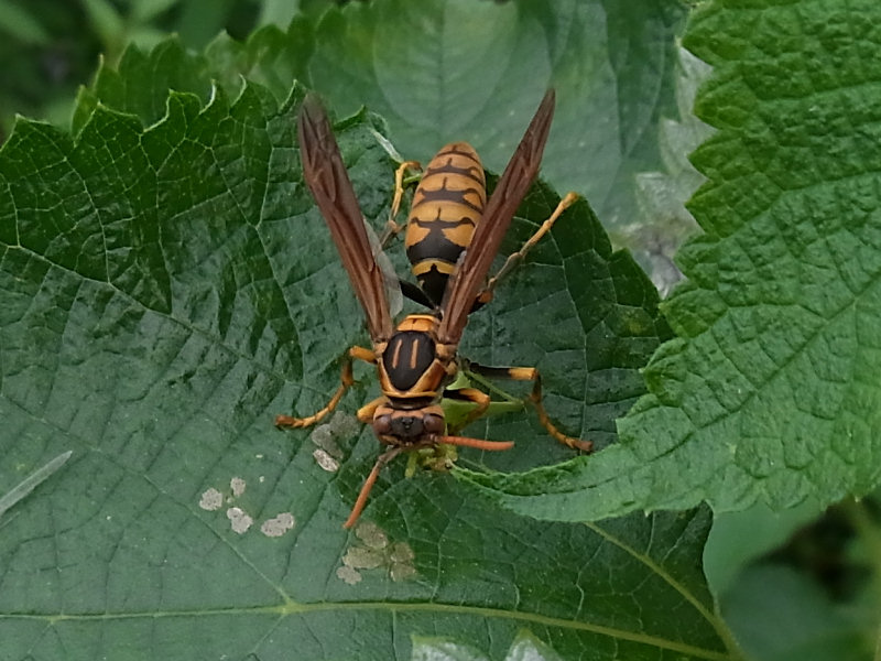 セグロアシナガバチ（舞鶴公園 2010/08/27撮影）_f0204094_20354347.jpg