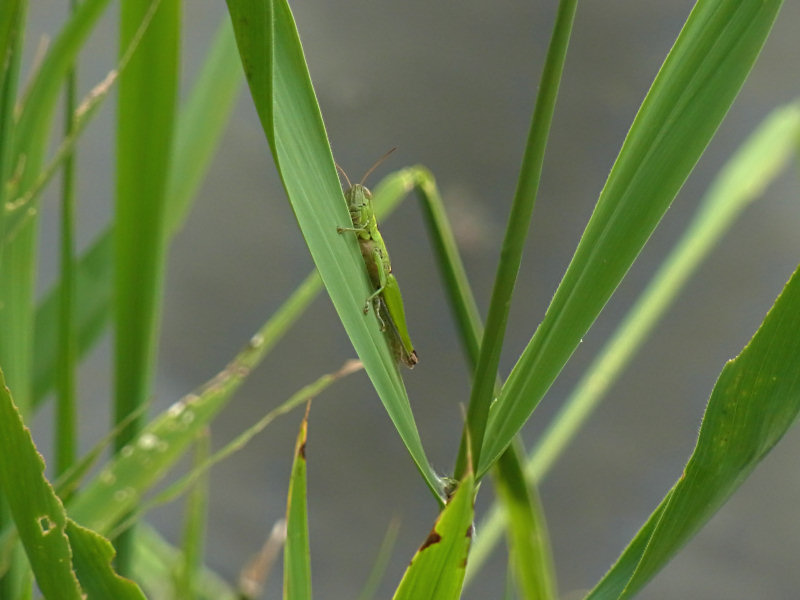 ハネナガイナゴ（舞鶴公園 2010/08/27撮影）_f0204094_21204826.jpg