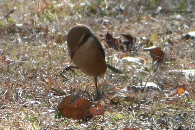 すみればの最近の鳥_b0049307_11211475.jpg