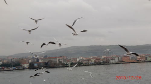 １月５日　トルコエジプト旅行・・・バスと車窓風景_f0230410_2045421.jpg