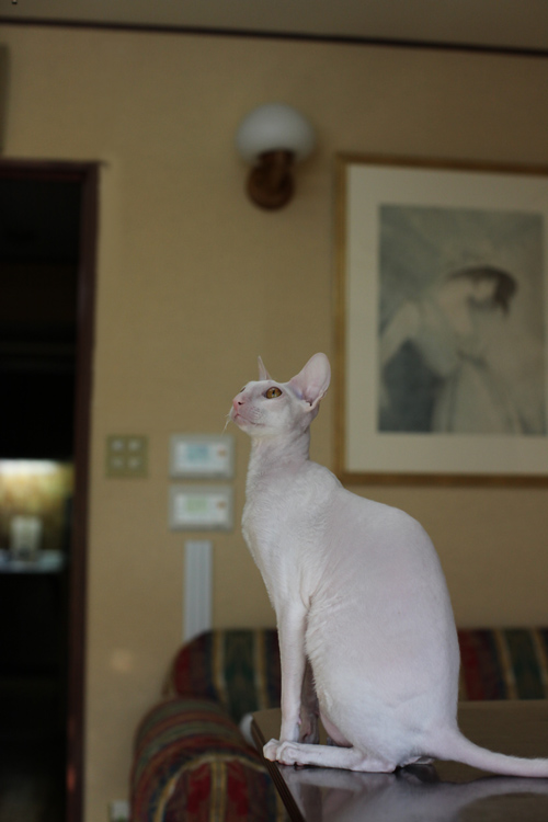 アロ王子_e0048332_17153152.jpg