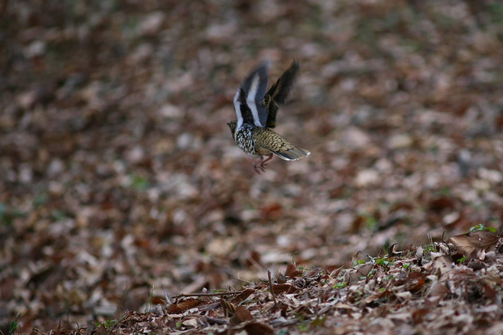 2010年分　在庫終了（トラツグミ　その2）_e0154134_11242879.jpg