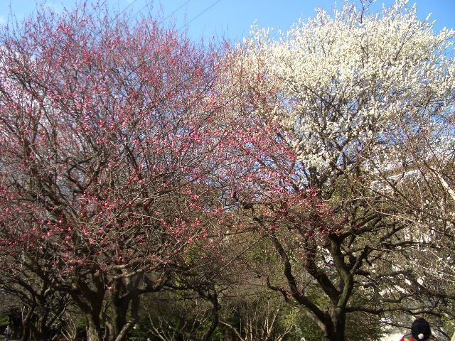 駒沢公園散歩_f0098338_22504363.jpg