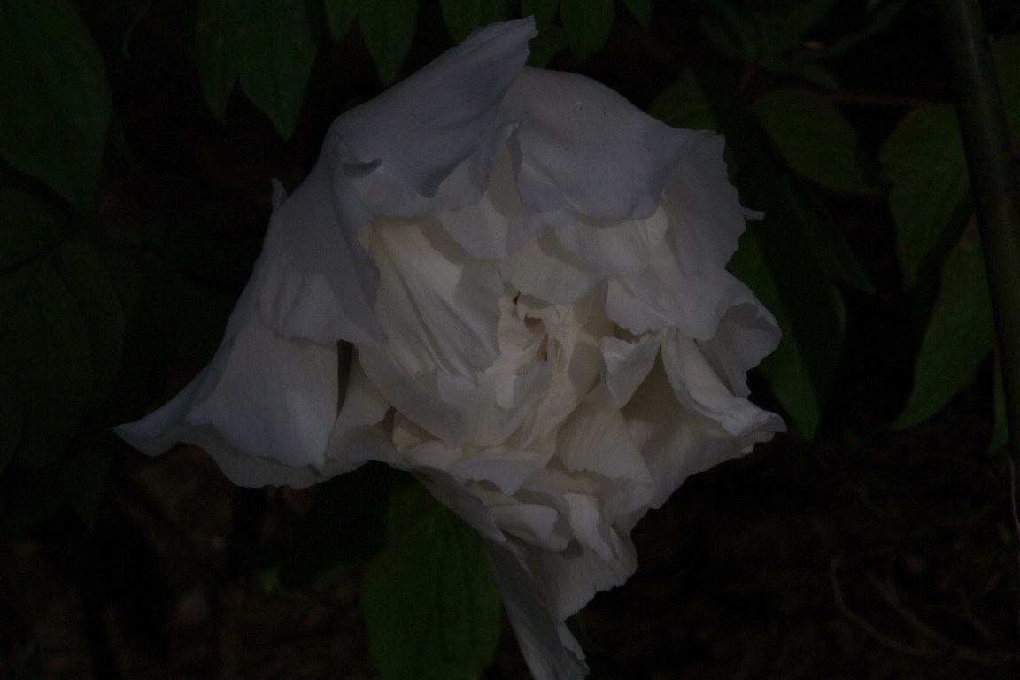 d0185744_21544181.jpg