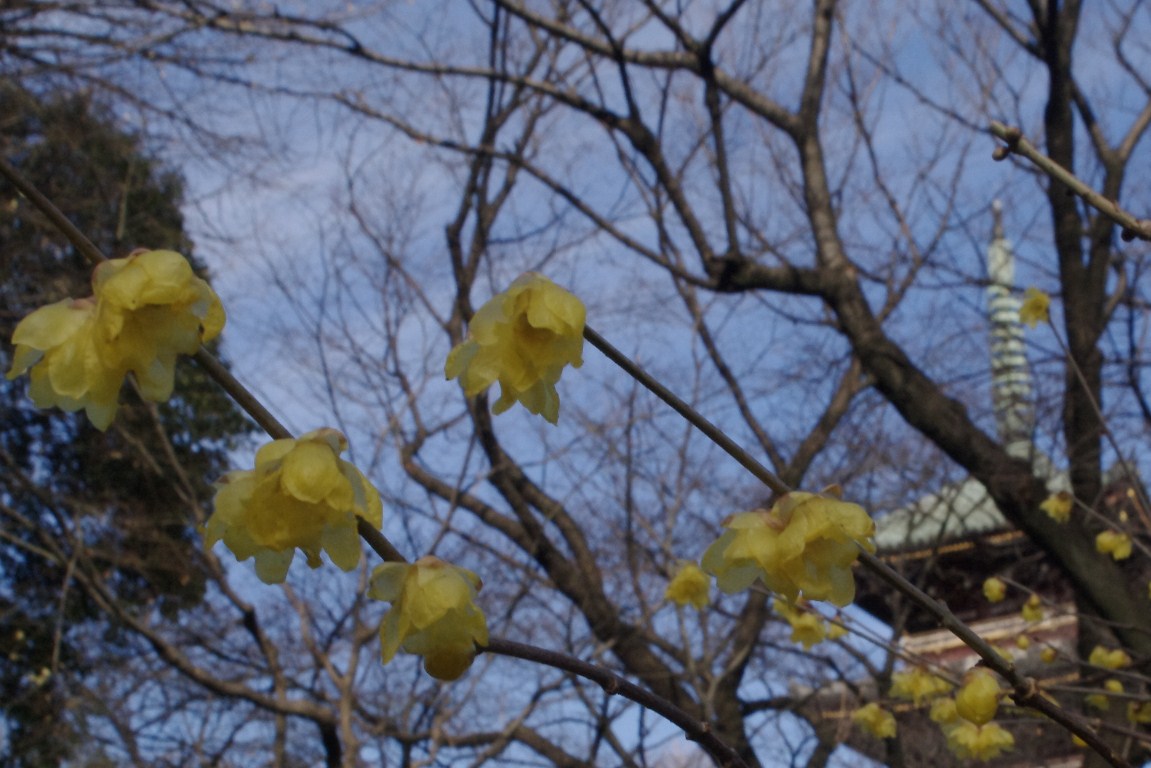 上野東照宮にて　冬牡丹と蝋梅_d0185744_2234877.jpg