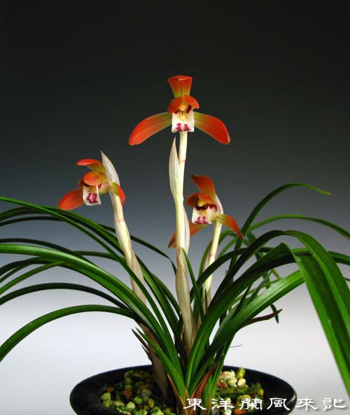 日本春蘭★赤とんぼ★赤花★真っ赤★6本★花芽1つ 日本春蘭☆赤とんぼ☆赤花☆真っ赤☆6本☆花芽1つ 日本春蘭☆赤とんぼ