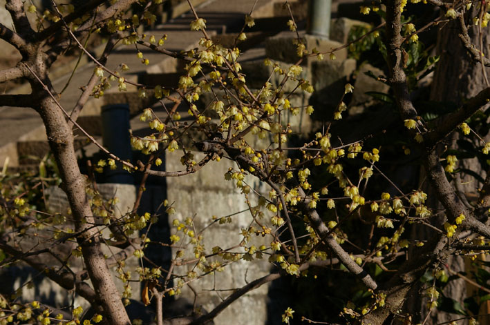 20１１年の初詣は北鎌倉・八雲神社→円覚寺→龍隠庵へ_c0014967_2219127.jpg