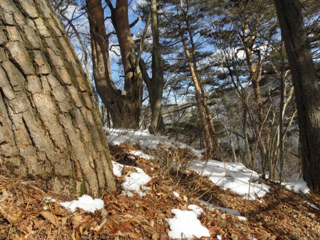 1326  芝草山山麓トレッキング_d0134473_17161713.jpg