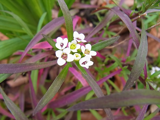 e0181373_2162858.jpg
