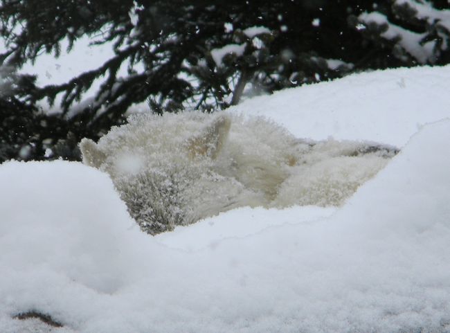 雪降りしきる旭山動物園_b0014576_2229186.jpg