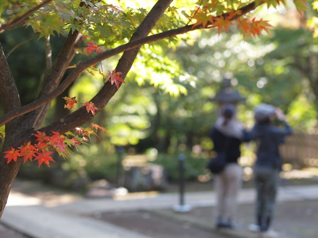 豪徳寺　2010秋_d0016584_18244399.jpg