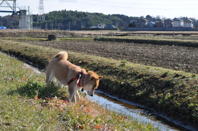 小川のせせらぎ聞きながら_a0126590_1343342.jpg