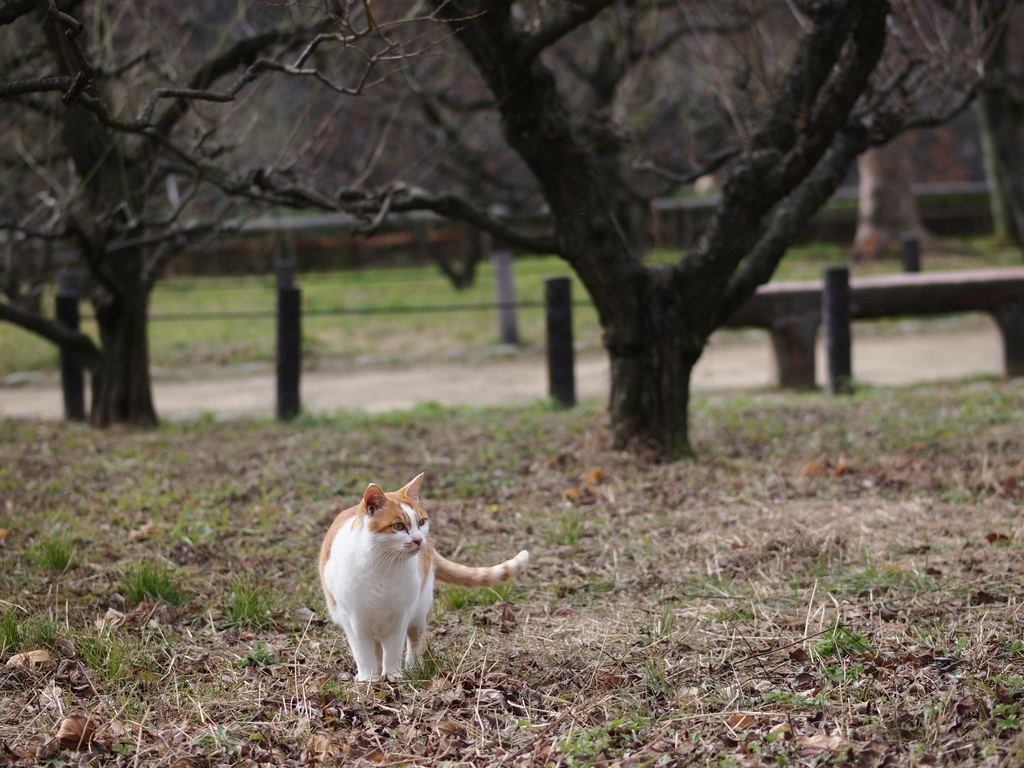 「猫の楽園」_a0133692_15383456.jpg