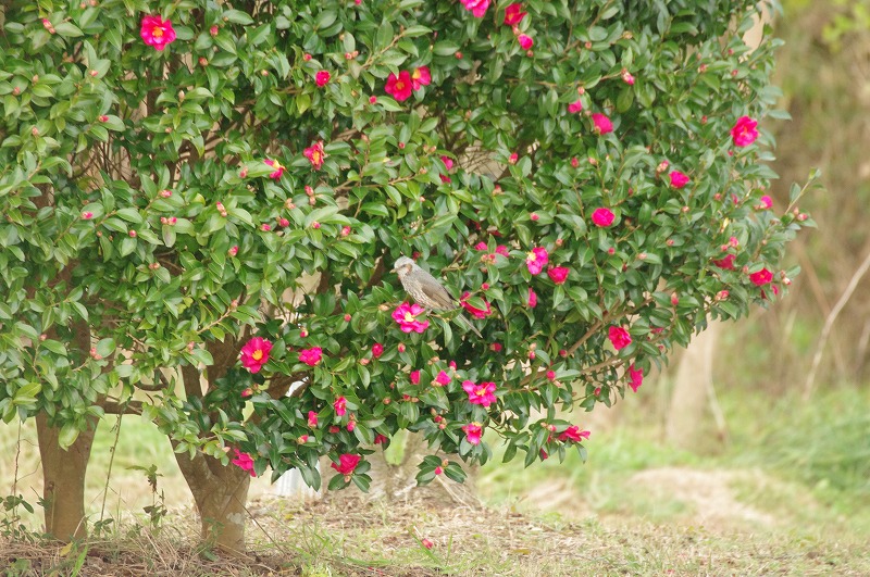 近郊の鳥達_f0084796_2371170.jpg