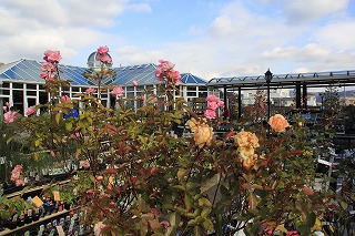 a0123003_2063395.jpg