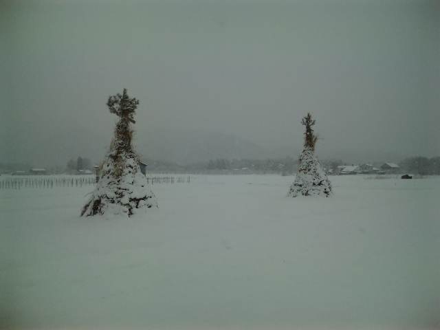 今日は雪_d0099708_1016639.jpg
