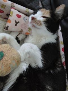 c0201113_2250817.jpg
