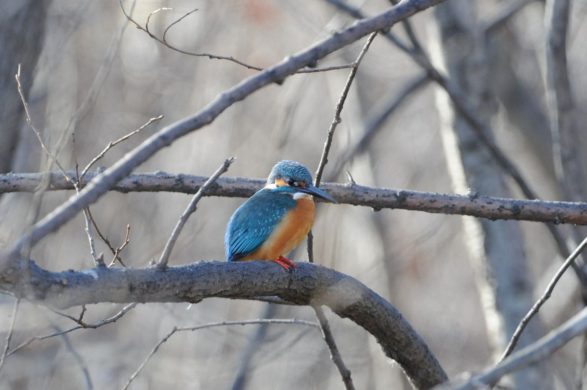 公園の野鳥達_f0133213_1965354.jpg